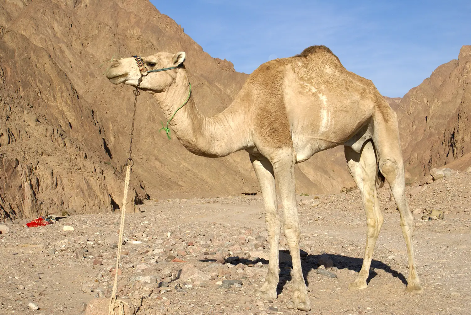 A camel with one hump.